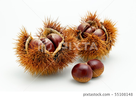 Chestnut  55108148