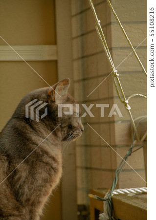 Black cat looking out from the veranda 55108216