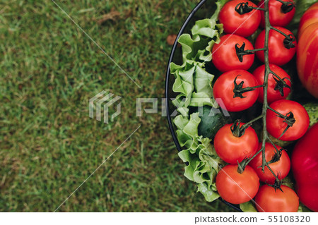 Fresh juicy tomatoes lettuce cucumber in bucket on Fresh juicy tomatoes lettuce cucumber in bucket on 55108320