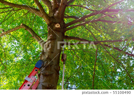 Wood Chipper With wood chips 55108490