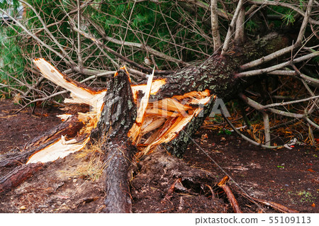 Hurricane flood and wind damage 55109113