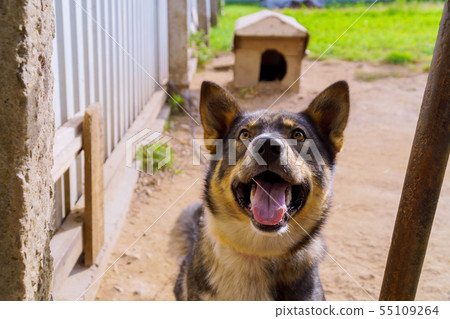 Happy black and white dog looking up Happy black and white dog looking up 55109264