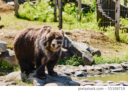 Brown bear Brown bear 55109719