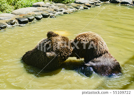 棕熊 55109722