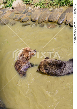 棕熊 55109737