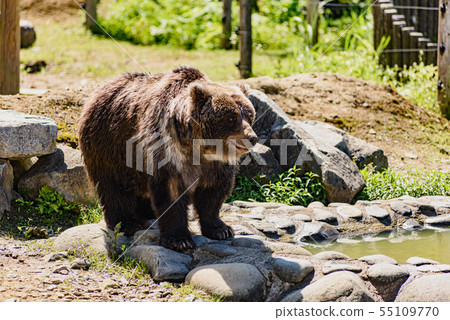 Brown bear 55109770