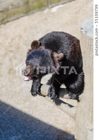 Asian black bears 55109799