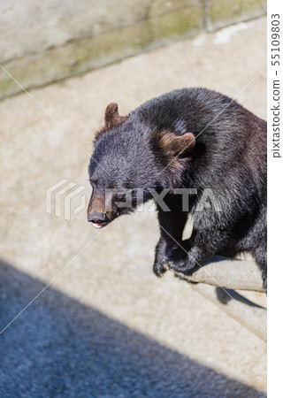 亞洲黑熊 55109803