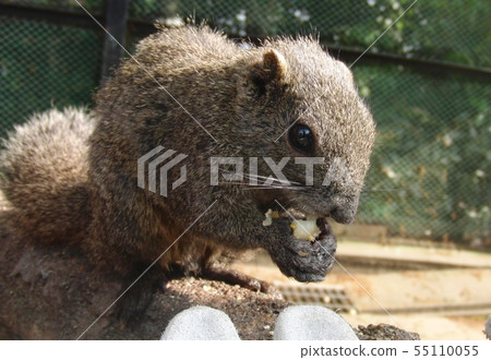 Squirrel for eating food Squirrel for eating food 55110055