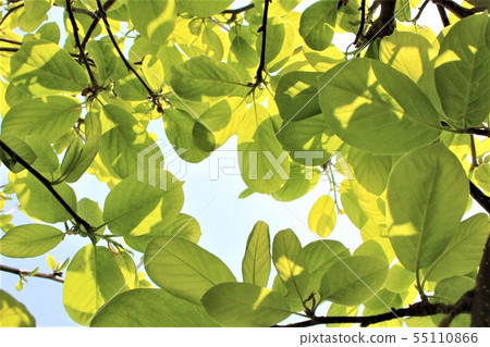 Hakumokuren fresh green 55110866