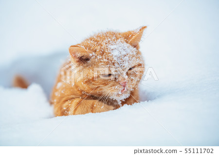Little red kitten sitting on the snow in winter 55111702
