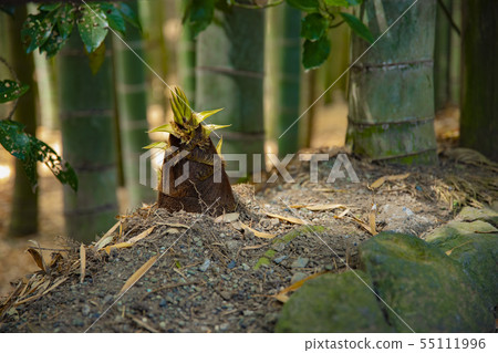 Bamboo forest Japanese culture Tradition Scenery Kamakura Hokokuji Wakatake Bamboo forest Japanese culture Tradition Scenery Kamakura Hokokuji Wakatake 55111996