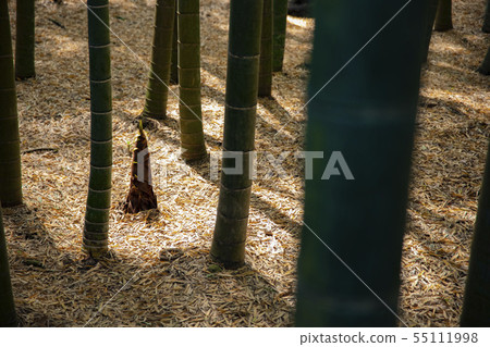 Bamboo forest Japanese culture Tradition Scenery Kamakura Hokokuji Wakatake Bamboo forest Japanese culture Tradition Scenery Kamakura Hokokuji Wakatake 55111998