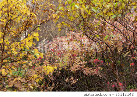 Nanakamado Nanakamado 55112148