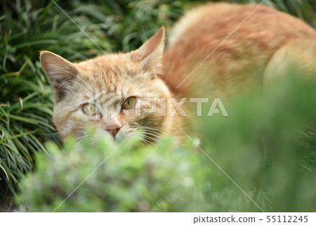 Tea tiger stray cat cat Tea tiger stray cat cat 55112245