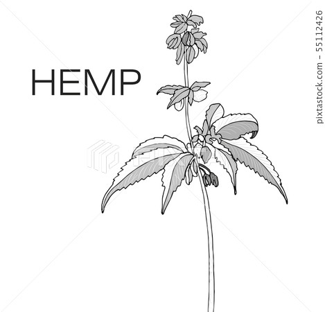 Hand drawn illustration. 55112426