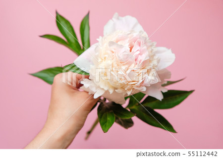 Beautiful white peony flower in women hand  55112442