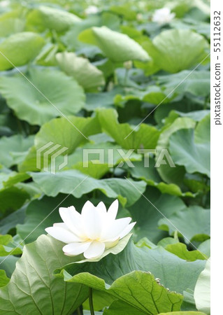 白蓮花01 照片素材 圖片 圖庫