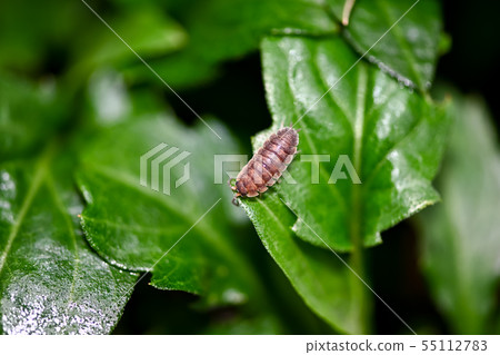 母豬的bug 母豬的bug 55112783