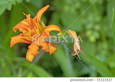 Kiboshikamikiri Kiboshikamikiri 55113417