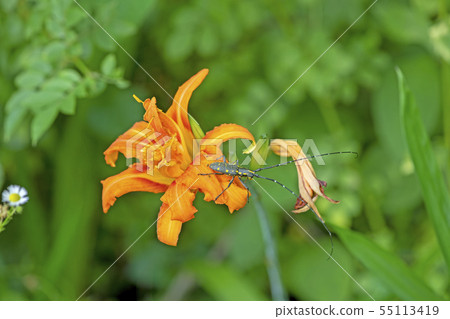 Kiboshikamikiri 55113419