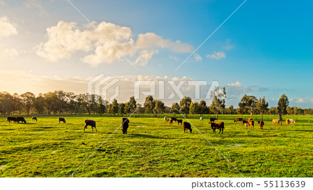 Australian grazing cows on a farm 55113639