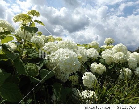 八仙花屬Annabelle白色八仙花屬花和藍天和白色雲彩 八仙花屬Annabelle白色八仙花屬花和藍天和白色雲彩 55113760