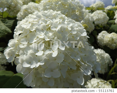 八仙花屬Annabelle白色八仙花屬花和藍天和白色雲彩 55113761