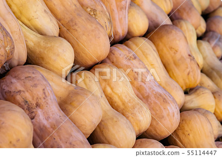 row long orange pumpkin vegetables set set counter 55114447