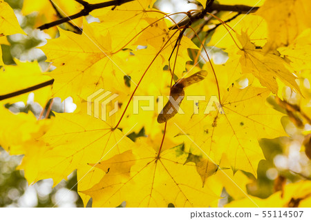yellow leaves maple rayed sunny background 55114507