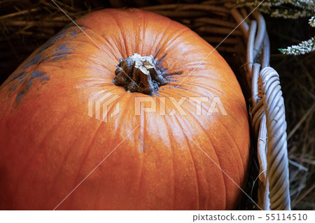 big ripe orange pumpkin in a wicker basket closeup 55114510