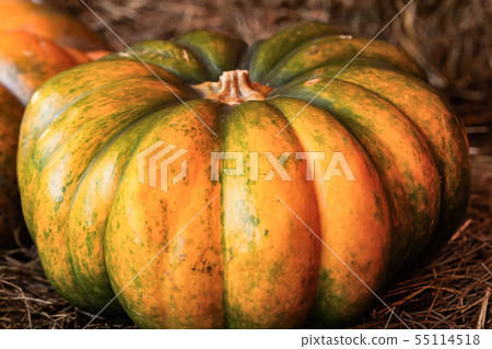 ribbed pumpkin large vegetable yellow-green ribbed pumpkin large vegetable yellow-green 55114518