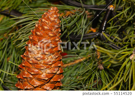 base design festive Christmas cone on a background base design festive Christmas cone on a background 55114520