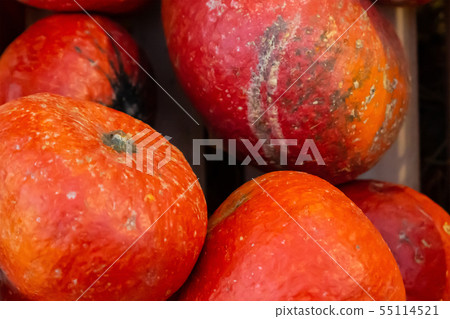 vegetable pattern round orange pumpkin background vegetable pattern round orange pumpkin background 55114521