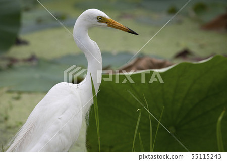 Great Egret catching food in a pond 55115243