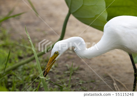 Great Egret catching food in a pond Great Egret catching food in a pond 55115248
