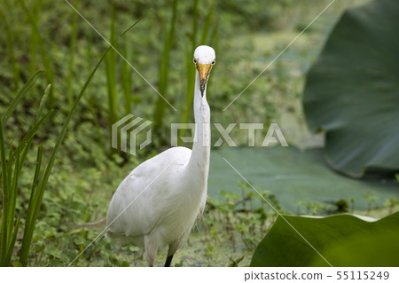 Great Egret catching food in a pond Great Egret catching food in a pond 55115249