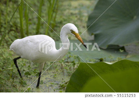 Great Egret catching food in a pond 55115253