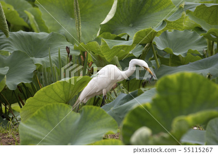 Great Egret catching food in a pond 55115267