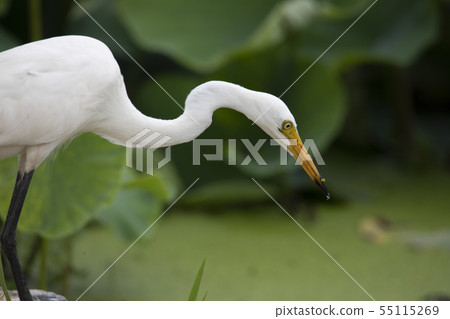 Great Egret catching food in a pond Great Egret catching food in a pond 55115269