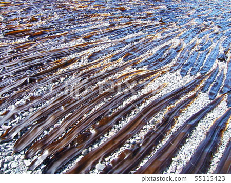 [Hokkaido Rishiri Rebun Island] Scenery of Konboshi, dried in the sun 55115423