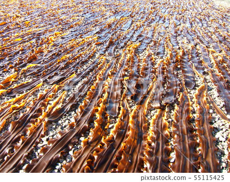 [北海道利iri禮文島]在陽光下曬乾的Konboshi風景 55115425