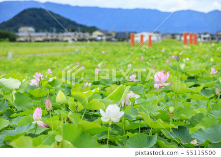 藤原宮遺址盛開的蓮花 藤原宮遺址盛開的蓮花 55115500