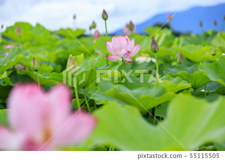 藤原宮遺址盛開的蓮花 55115505