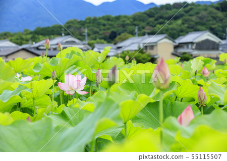 Fujiwara Palace ruins Lotus in full bloom Fujiwara Palace ruins Lotus in full bloom 55115507