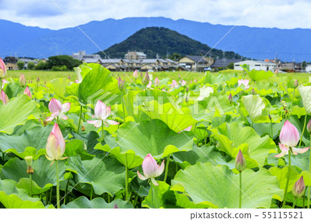 Fujiwara Palace ruins Lotus in full bloom Fujiwara Palace ruins Lotus in full bloom 55115521