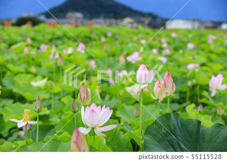 Fujiwara Palace ruins Lotus in full bloom Fujiwara Palace ruins Lotus in full bloom 55115528