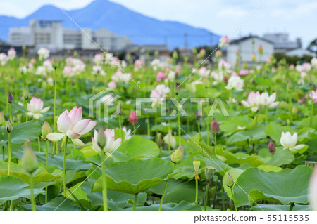 Fujiwara Palace ruins Lotus in full bloom Fujiwara Palace ruins Lotus in full bloom 55115535