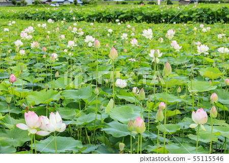 Fujiwara Palace ruins Lotus in full bloom 55115546