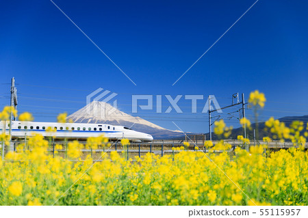 Shinkansen _ Fuji _ rape field 55115957